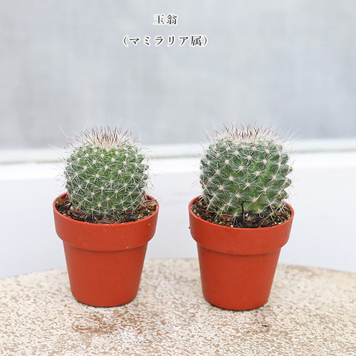 4苗セット サボテン 多肉植物 プラグ苗 1号ポット 多年草 ミニ 人気