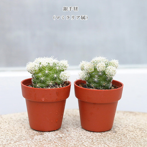 4苗セット サボテン 多肉植物 プラグ苗 1号ポット 多年草 ミニ