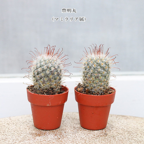 ⭐︎第一弾⭐︎ 選べる！！プラグ苗(抜き苗) 多肉植物　ランダム発送 4苗セット サボテン 多肉植物 プラグ苗 1号ポット 多年草 ミニ 人気