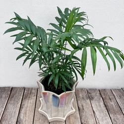 現品【P. Pegasus】ビカクシダ ペガサス No342 多肉植物 匠かけつぎ