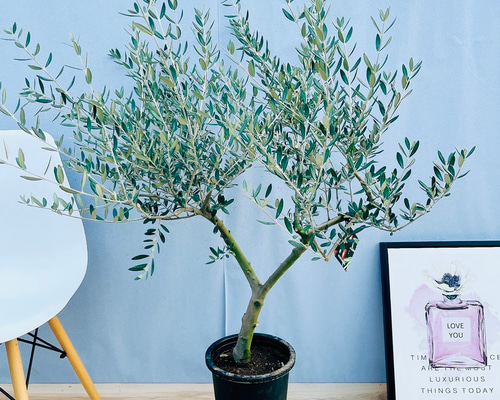 ⑬　オリーブの木souju　『マンザニロ』　6号　最高等級極上品‼️ 観葉植物 おしゃれ：オリーブの木 6号*SOUJU（創樹) マンザニロ 現品