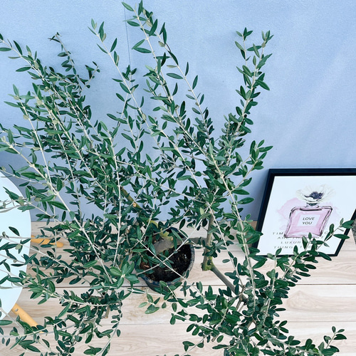 現品］T 創樹 オリーブ マンザニロ 8号 観葉植物 常緑樹 SOUJU