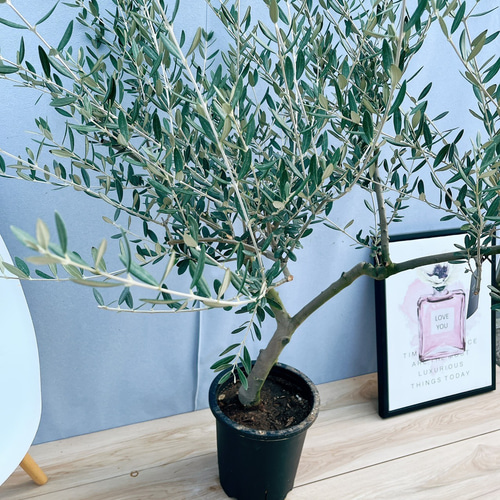 現品］T 創樹 オリーブ マンザニロ 8号 観葉植物 常緑樹 SOUJU 玄関