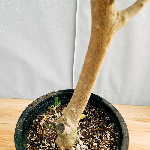 ［現品］S　創樹　オリーブ　ミッション　8号　観葉植物　大型　オリーブの木 現品］S 創樹 オリーブ ミッション 8号 観葉植物 大型 ベランダ