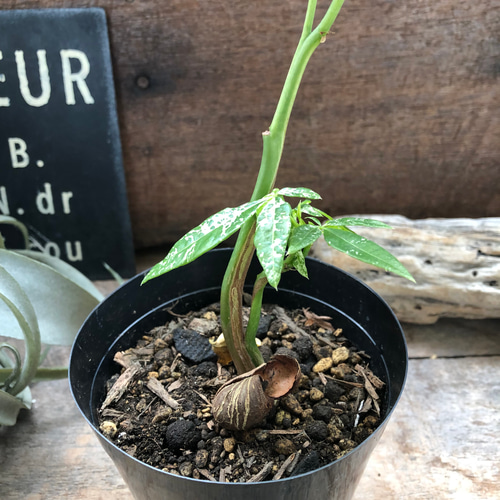 パキラ ♡斑入り葉 ♡ミルキーウェイ ♡実生♡観葉植物パキラ