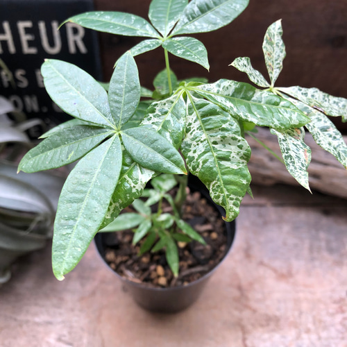 パキラ ♡斑入り葉 ♡ミルキーウェイ ♡実生♡観葉植物パキラ