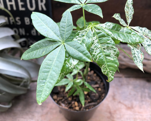 パキラ ♡斑入り葉 ♡ミルキーウェイ ♡実生♡観葉植物パキラ