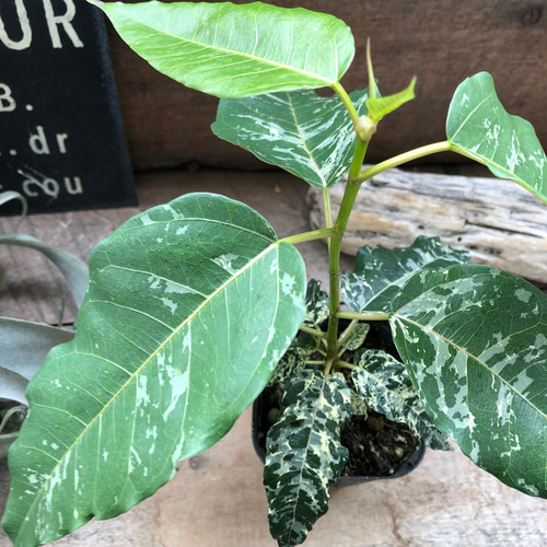 レア品種♡フィカス♡アスペラ パセーリー♡観葉植物 アートフラワー