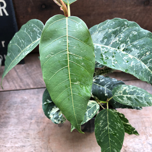 レア品種♡フィカス♡アスペラ パセーリー♡観葉植物 アートフラワー