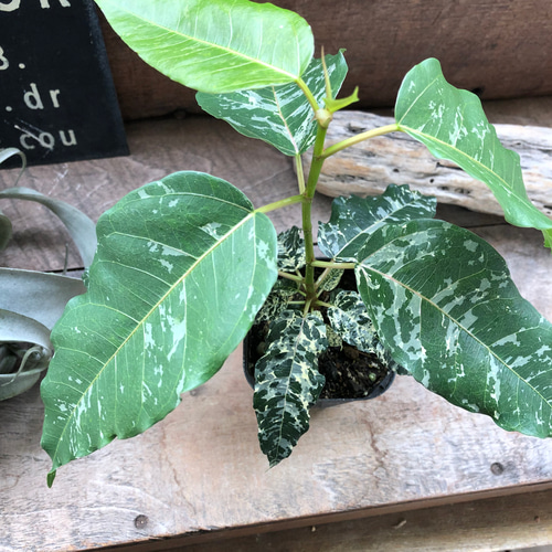 レア品種♡フィカス♡アスペラ パセーリー♡観葉植物 アートフラワー