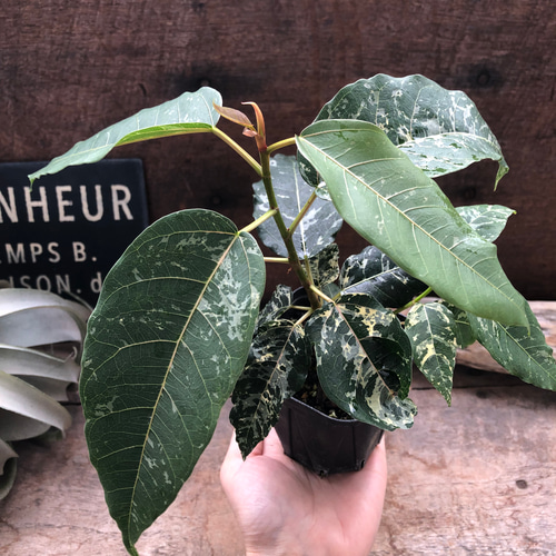 激レア❗️【手渡し・配送は要相談】斑入り観葉植物 フィカス・アスペラ・パーセリー 激レア❗️【手渡し・配送は要相談】斑入り観葉植物 フィカス