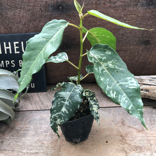 レア品種♡フィカス♡アスペラ パセーリー♡観葉植物 アートフラワー