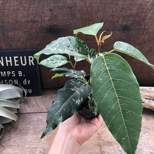 レア品種♡フィカス♡アスペラ パセーリー♡観葉植物 アートフラワー