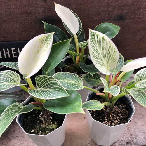 バーキン♡希少♡フィロデンドロン♡観葉植物♡斑入り アートフラワー