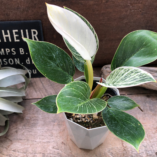 希少！斑入り ハイブリッド フィロデンドロン キティナ 大株 希少