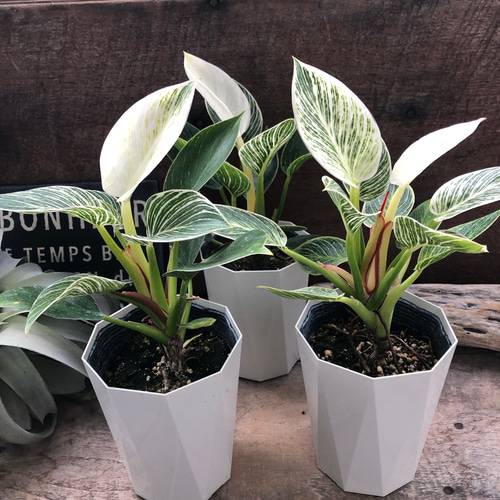 バーキン♡希少♡フィロデンドロン♡観葉植物♡斑入り アート
