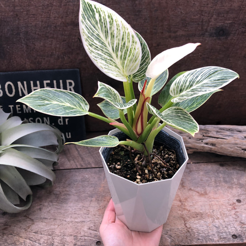 バーキン♡希少♡フィロデンドロン♡観葉植物♡斑入り アートフラワー