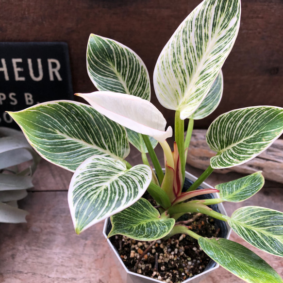 バーキン♡希少♡フィロデンドロン♡観葉植物♡斑入り アートフラワー