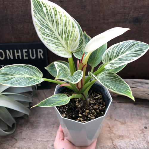バーキン♡希少♡フィロデンドロン♡観葉植物♡斑入り アートフラワー