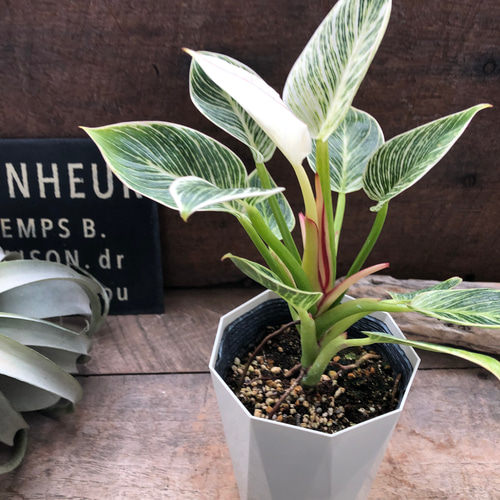 バーキン♡希少♡フィロデンドロン♡観葉植物♡斑入り アートフラワー