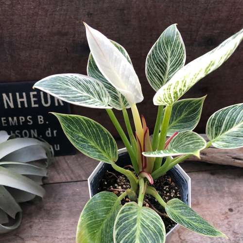 バーキン♡希少♡フィロデンドロン♡観葉植物♡斑入り アートフラワー