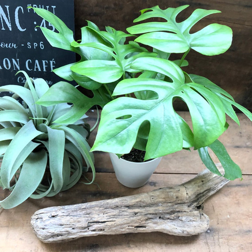 SPECIAL 春の観葉植物 熱帯植物3点セット パキラ レギネ SPECIAL 春の観葉植物 熱帯植物3点セット パキラ レギネ