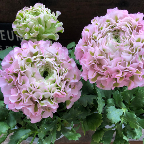 大苗 ラナンキュラス ポンポン『キャンディ』10号 土を植替えスリット鉢で発送♪ 大苗 ラナンキュラス ポンポン『キャンディ』10号 土を植替え