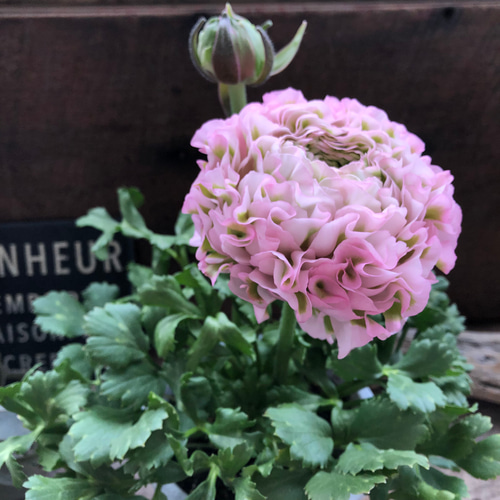 大苗 ラナンキュラス ポンポン『キャンディ』10号 土を植替え