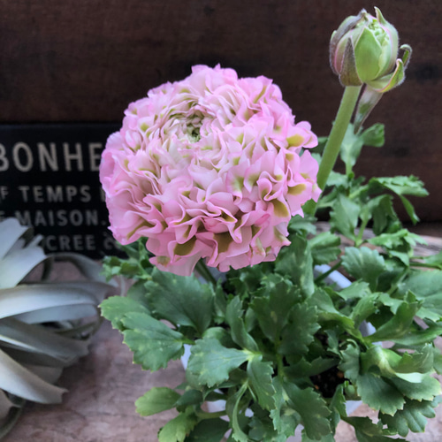 大苗 ラナンキュラス ポンポン『キャンディ』10号 土を植替え