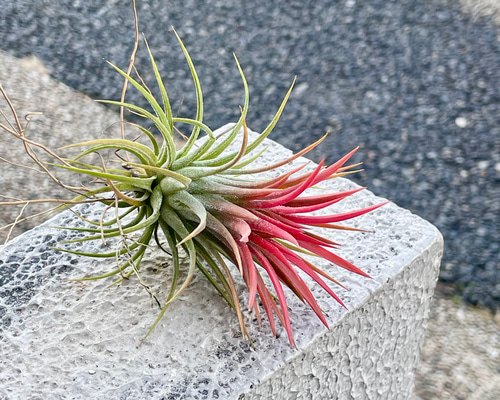 イオナンタ アイシーエルフ エアプランツ tillandsia 現品) チランジア 'アイシーエルフ' (No.22179) (エアープランツ