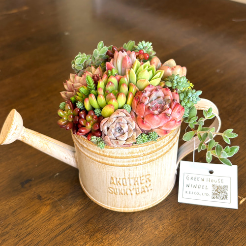 母の日 可愛い寄せ植え 多肉植物 寄せ植え ブリキポット サンドピンク