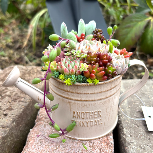 母の日 可愛い寄せ植え 多肉植物 寄せ植え ブリキポット サンドピンク