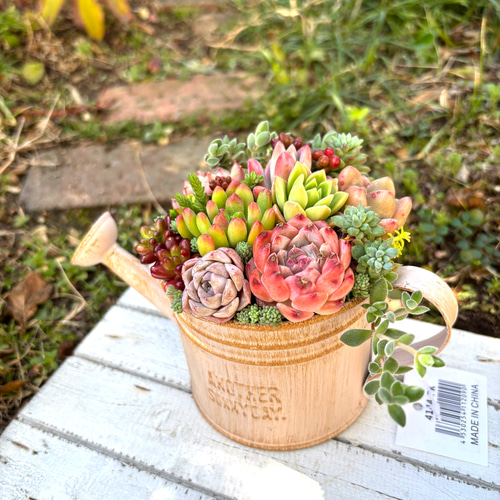 母の日 可愛い寄せ植え 多肉植物 寄せ植え ブリキポット サンドピンク