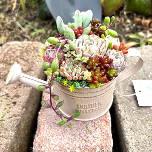 母の日 可愛い寄せ植え 多肉植物 寄せ植え ブリキポット サンドピンク