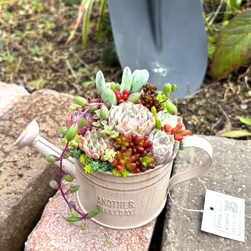 母の日 可愛い寄せ植え 多肉植物 寄せ植え ブリキポット サンドピンク