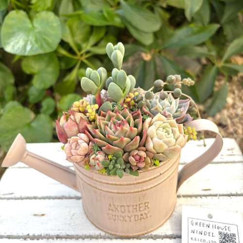 母の日 可愛い寄せ植え 多肉植物 寄せ植え ブリキポット サンドピンク