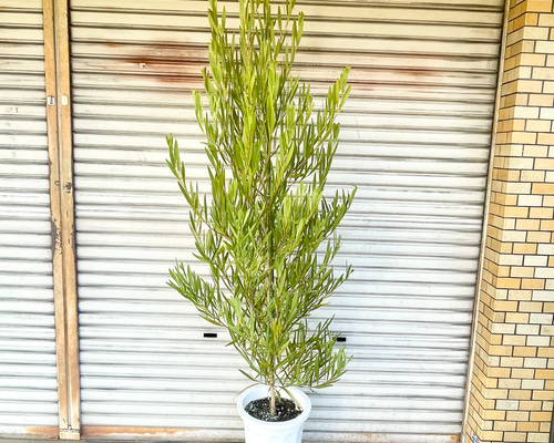希少品種 大株 ミモザ アカシア ゴールデンロッド その他