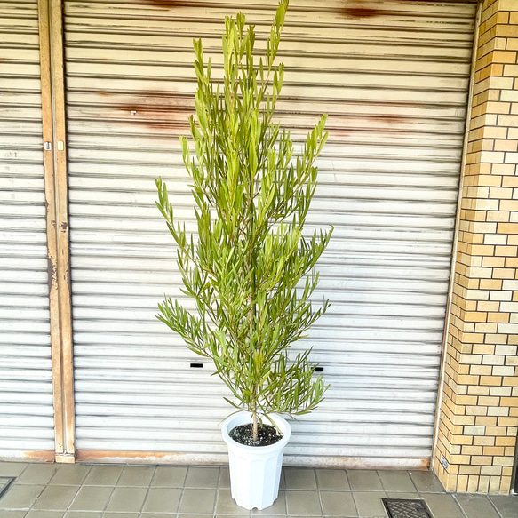 希少品種 大株 ミモザ アカシア ゴールデンロッド その他インテリア