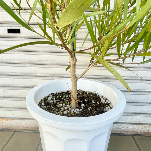 希少品種 大株 ミモザ アカシア ゴールデンロッド その他インテリア