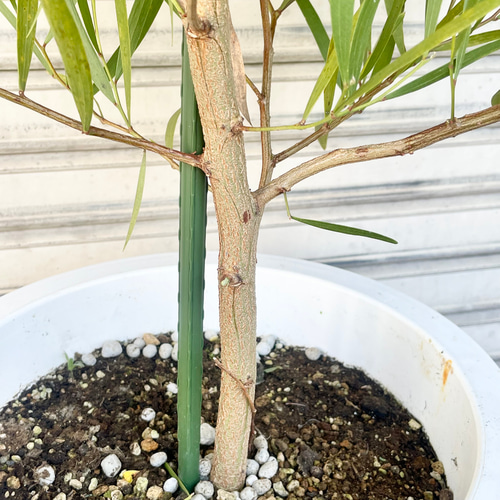 希少品種 大株 ミモザ アカシア ゴールデンロッド その他インテリア