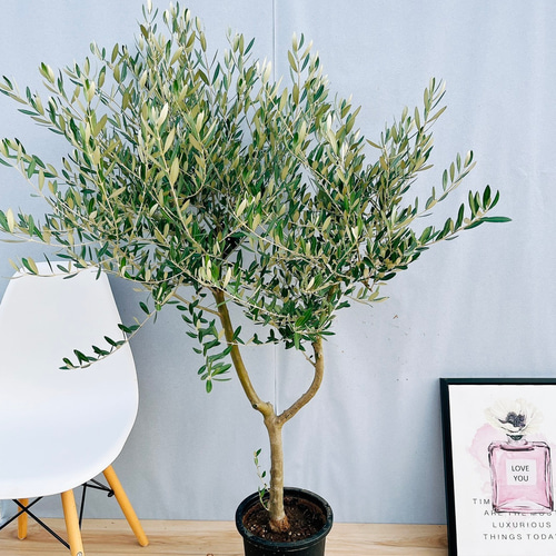 現品］法人91番創樹オリーブミッション8号SOUJU オリーブの木