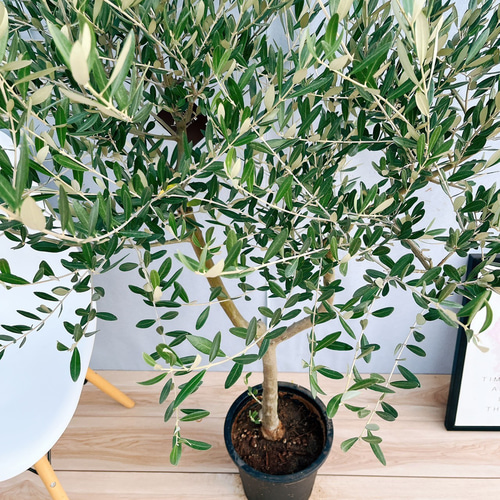 オリーブ　創樹　souju　ミッション　7号鉢つき 幹太❗曲がり❗　⑧ 創樹 オリーブ 7号 ミッション 盆栽 SOUJU Mission Olive オリーブの木