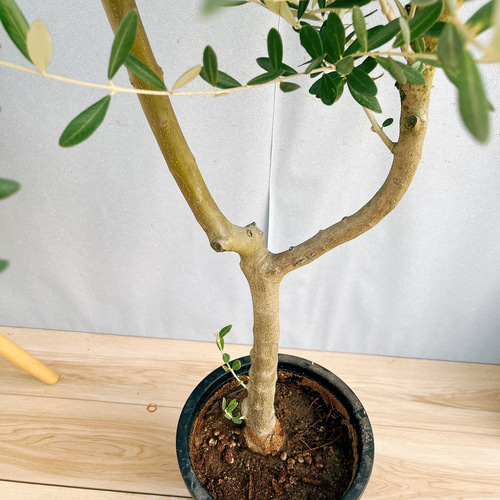 ［現品］S　創樹　オリーブ　ミッション　8号　観葉植物　大型　オリーブの木 現品］S 創樹 オリーブ ミッション 8号 観葉植物 大型 オリーブ