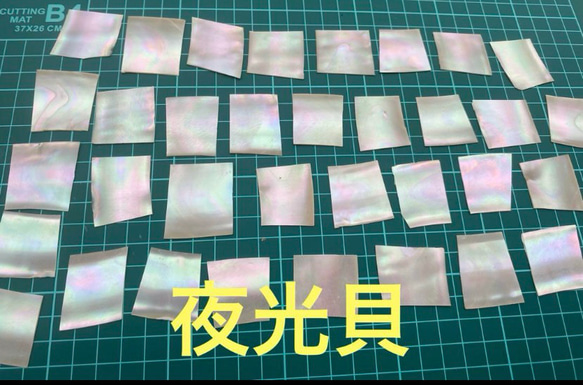 特売79-①〜③】沖縄県産夜光貝