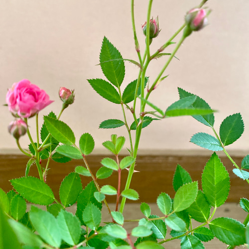 四季咲き ミニバラ 極小輪 みさき アートフラワー plant life 通販