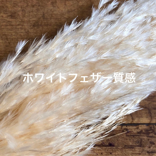 特価】パンパスグラス ユーカリ フライングリース 34～38cm