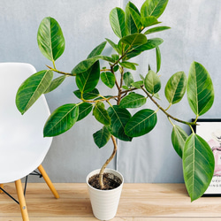 現品］新入荷！ 18番 創樹 オリーブ ペンドリノ 7号 観葉植物