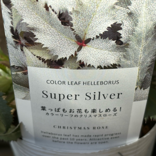 松村ナーセリー クリスマスローズ新種入り 5種 斑入りやシルバーリーフ