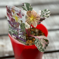 松村ナーセリー クリスマスローズ新種入り 5種 斑入りやシルバーリーフ