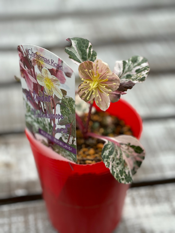 松村ナーセリー クリスマスローズ新種入り 5種 斑入りやシルバーリーフ